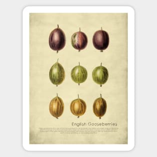 English Gooseberries With Description Sticker